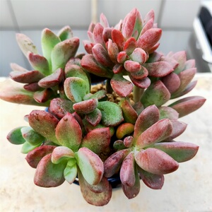 紫心多肉植物大群多头老桩办公室阳台花卉绿植盆栽防辐射美观趣味