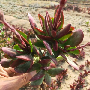 紫蝶多肉植物大颗多头花卉绿植盆栽组合办公室阳台美观容易养护