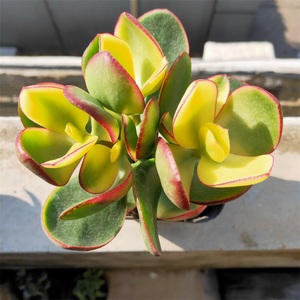 新花月锦老桩多肉植物多头群生落日之雁办公室阳台花卉绿植盆栽