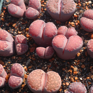 【生石花—紫福来】紫李夫人番杏 6.5年母本群生 一物一拍 x02