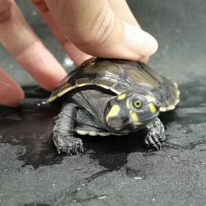 忍者神龟深水圆澳龟吃垃圾吃鱼粪便黄火鱼缸头苗活体黄头龟深水养