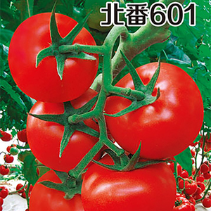 石头番茄种籽高产大红果西红柿苗四季夏季耐热不裂果农家蔬菜种孑