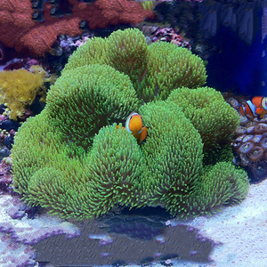 长须荧光绿地毯海葵珊瑚活体lps新手小丑鱼共生紫蓝海缸海水