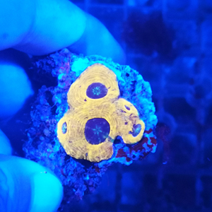 黄金刺脑水晶脑甜甜圈珊瑚活体红绿软体新手试水lps海缸海水观赏