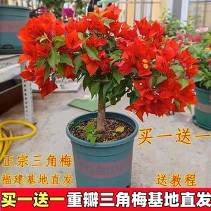 重瓣勤花三角梅盆栽新品种带花发货老桩树苗耐寒庭院四季开花梅花