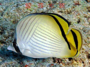 海水观赏鱼 金鱼 活体 蝶鱼  假人字蝶