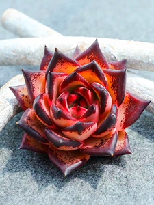 血罗多肉植物血色罗密欧血罗一物一拍进口多肉自产自销没有中间商