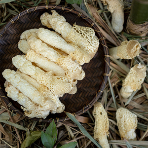 云记丨红托竹荪50g 贵州毕节织金短裙竹笙竹笋菌火锅煲汤干货食材