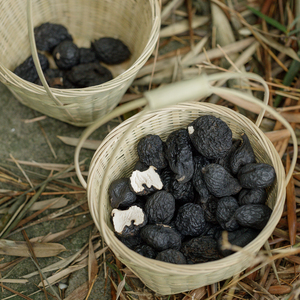 云记丨沉水乌灵参100g 怒江竹林白蚁穴野生乌苓参菌干货 煲汤煮水