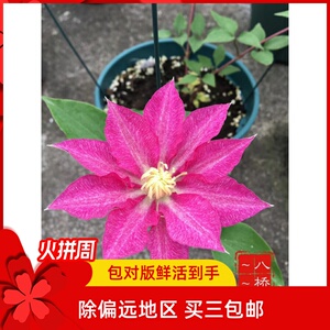 铁线莲 八桥 日本铁线莲(10公分圆盆原土发货)