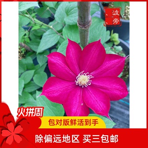 铁线莲波旁王朝