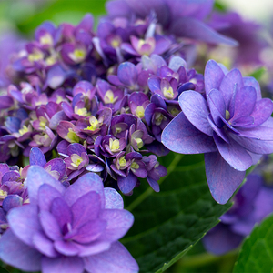 卑弥呼大花绣球花加仑盆栽庭院室外楼顶阳台春季夏季开花木本花卉
