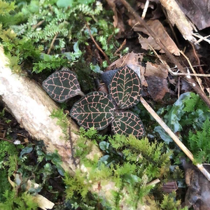400人付款淘宝10根装正品福建野生金线莲礼盒养肝花茶养生茶干品礼盒