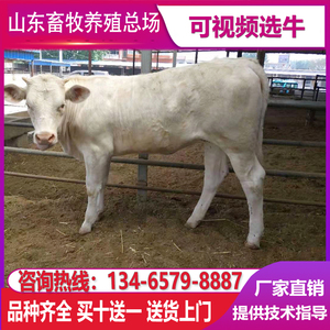 夏洛莱纯种肉牛犊鲁西黄牛厂家直销西门塔尔牛苗活牛犊3~6个月牛