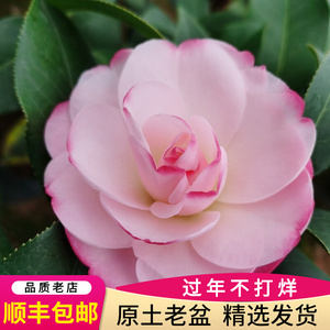 姚黄魏紫山茶花苗盆栽奇特名贵福建原生扦插苗室内花卉客厅办公室