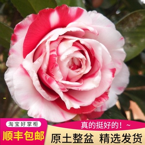 吉普赛女郎茶花盆栽嫁接恨天高情人节超级赛牡丹魔术城魔术师大型