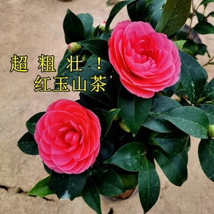 四季茶花开花不断大红