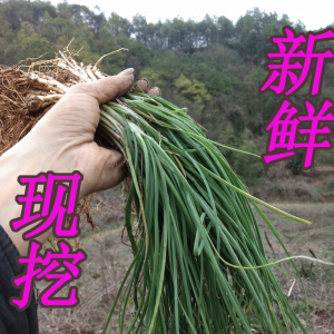 浙江发货深山野生新鲜野蒜山蒜野葱苦藠苦茭小蒜小根蒜野生蔬菜