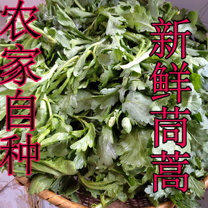 浙江新鲜农家自种茼蒿菊花菜现摘现卖蔬菜桐花菜绿色纯天然时令蔬