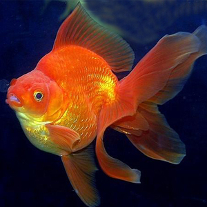 观赏鱼活体金鱼元宝琉金短身琉金长尾红白鎏金冷水鱼风水鱼招财鱼