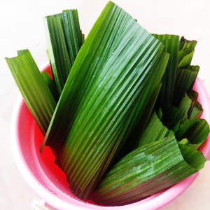 黄粑叶子新鲜粑叶包叶儿粑猪儿粑叶子包粑粑泡粑仙茅船叶船型叶子