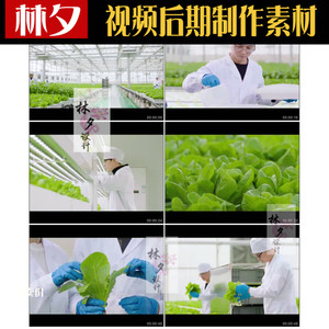 山东寿光现代科技农业大棚绿色蔬菜种植有机蔬菜高清视频素材