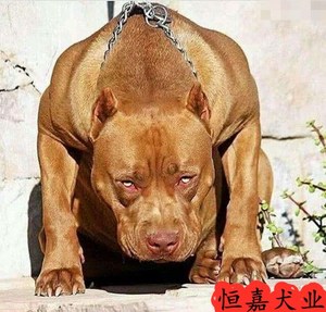 比特犬幼犬纯种活体美国双血统赛级斗犬巨型猛犬猎犬家养斗狗出售