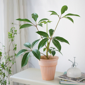 所见| 日本大叶伞保罗室内客厅水培北欧风日系观叶植物绿植木盆栽