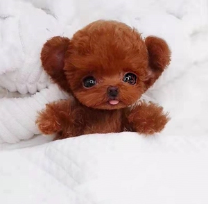 泰迪幼犬纯种茶杯犬泰迪或日长不大小体泰迪飞耳泰迪可爱宠物狗狗