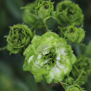 结绿珍/闪电 绿色微月花材花期长抗病新手老园丁中苗绿园美植月季
