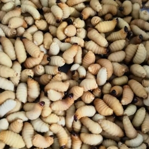 速冻大竹虫竹笋虫竹蛹干冻无冰大竹蛆笋蛆笋子虫生鲜全国包邮