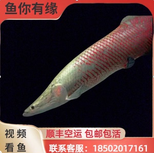 巨骨海象鱼红尾巨骨海象雷龙鱼巨骨鱼七彩海象大型热带鱼活体