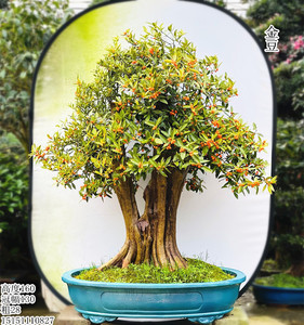 金豆树桩盆景