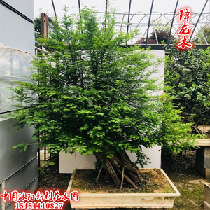 高档精品大型降龙木盆景树桩 熟桩 老桩 别墅庭院花园摆饰种植