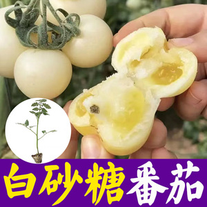 2185人付款淘宝普罗旺斯番茄种子种苗水果番茄种子荷兰西红柿 西红柿