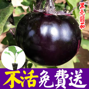 圆茄种子茄子苗孑高产黑紫色菜特大圆蔬菜秧茄种籽秧苗大全茄苗