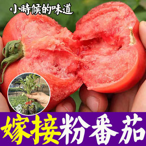 嫁接大粉果番茄苗种子西红柿种籽沙大果口感西红柿苗番茄苗阳台