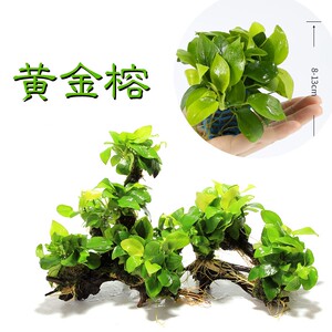 隆达园水族黄金水榕鱼缸水族箱造景水景装饰天然真水草活体观赏虾
