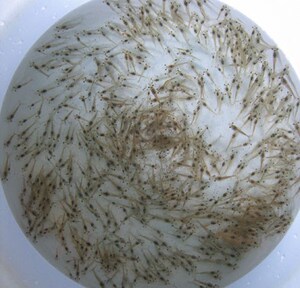 虾苗青虾苗草虾苗江苏溧阳