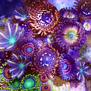 纽扣大种纽扣幻彩纽扣lps 软体珊瑚海葵海水鱼缸活体珊瑚新手