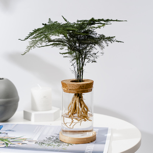 文竹盆景植物室内书房