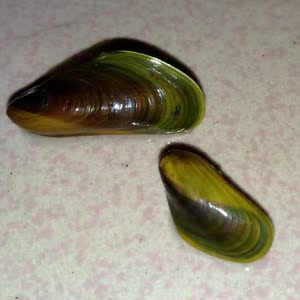 淡水贻贝瓜子蚌河蚌活体河贝过滤藻类净化水质水族观赏河蚌