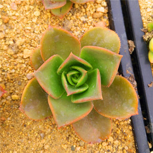 【镜狮子法师】镜狮子法师品牌,价格 - 阿里巴巴