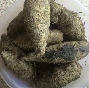 新鲜野生入地老鼠 钻地老鼠 白古首花头紫茉莉根中药材 500g包邮
