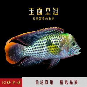 红尾皇冠鱼活体繁殖公母起头混养慈鲷龙鱼配鱼大型热带观赏鱼宠物