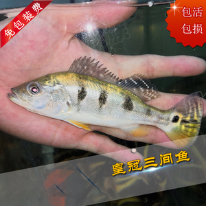 精品皇冠三间虫纹黄金巴西亚老虎眼斑帝王三间大型热带鱼活体宠物