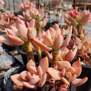 芒果美人 精品多头大老桩  多肉植物 群生状态阳台庭院  品质保证