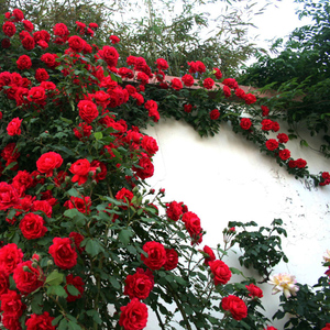 大花红色爬藤月季苗御用马车庭院爬墙多季开玫瑰藤本蔷薇浓香植物