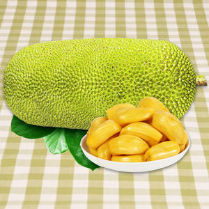 热带水果大树菠萝蜜