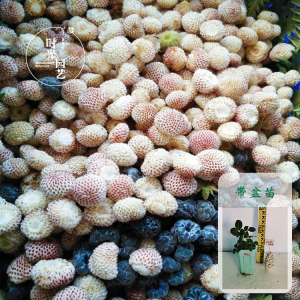 tomwenlei淘宝白藨 白草莓苗野生白泡儿地泡菠萝蜜高山森林食用带土